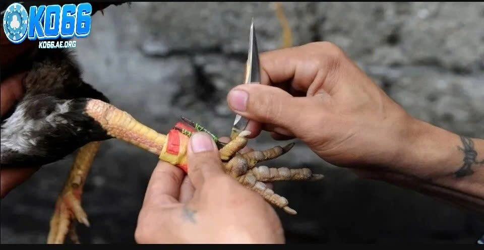 Những mánh khoé trong đá gà