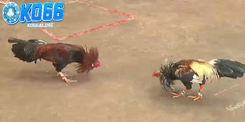 Đá Gà Cựa Sắt – Trò Chơi Mạo Hiểm Dành Cho Những Người Mạnh Mẽ