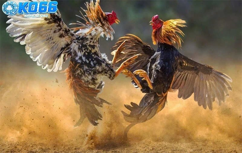 Kỹ thuật huấn luyện đá gà hầu