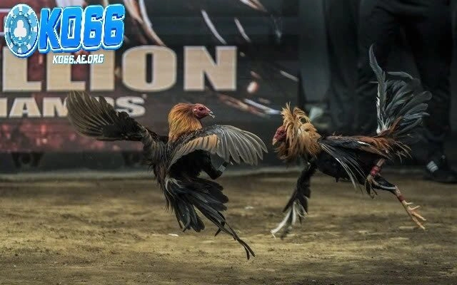 Tìm hiểu về đá gà 