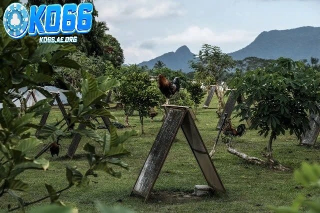 Đá Gà Philippines – Những Cuộc So Tài Hấp Dẫn và Kịch Tính