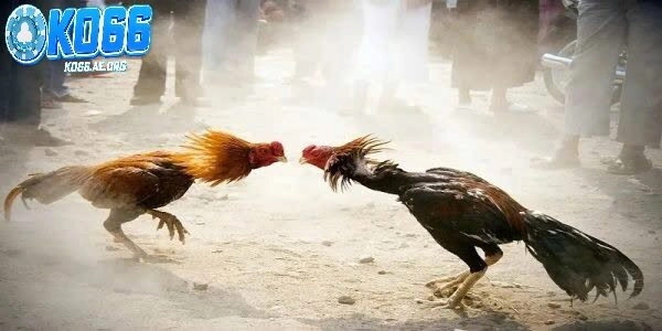 Đá gà Thomo là gì? Kinh nghiệm chơi đá gà thắng lớn trong Ko66