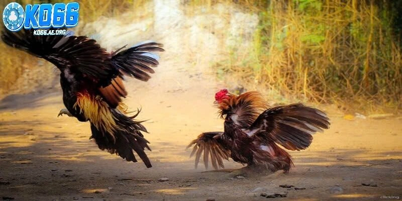 Tổng quan về đá gà tre