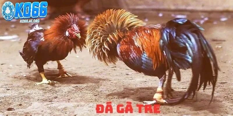 Đá Gà Tre – Cuộc Chiến Kịch Tính Của Những Chiến Kê Tí Hon Tại KO66