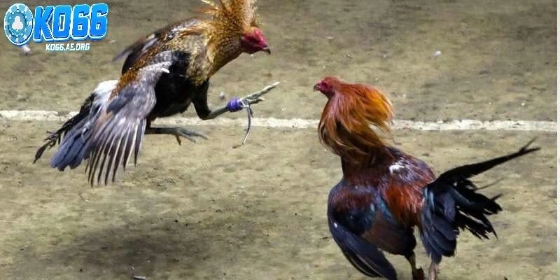 Những lý do nên chọn chơi đá gà tre