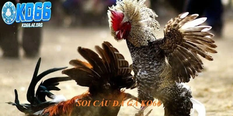 Các loại kèo phổ biến hiện nay